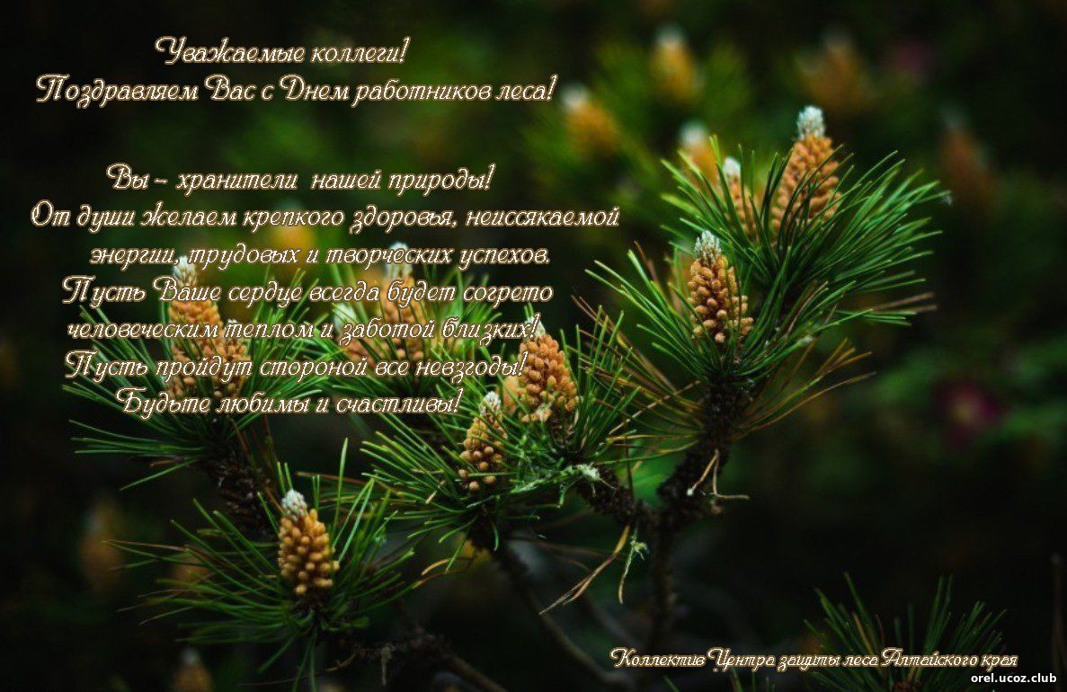открытка день работника леса